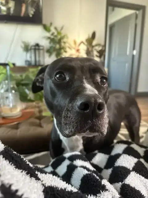 Tucker #9 photo 4