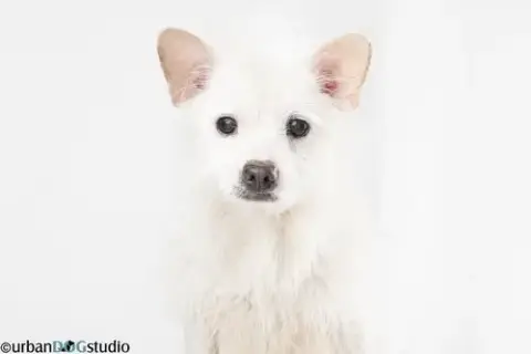 Bijou