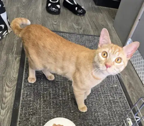 Cheeto3