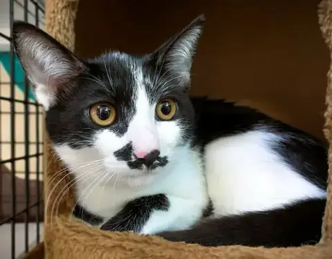 Kitten Garlic Bread photo 2