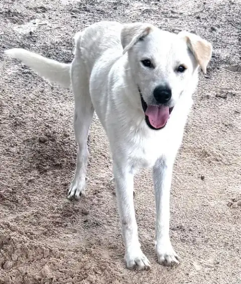 Max