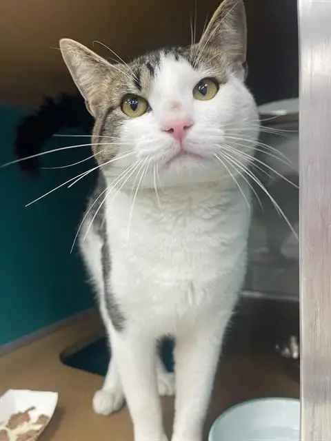 Custard