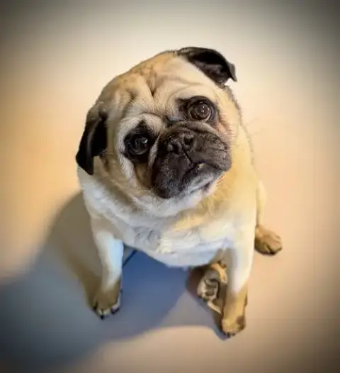 Capone