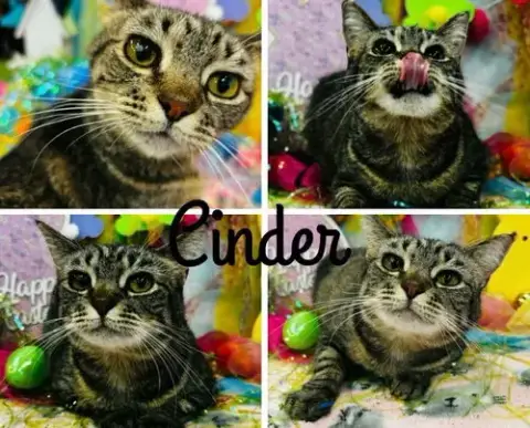 Cinder- Long Term 8*5*25