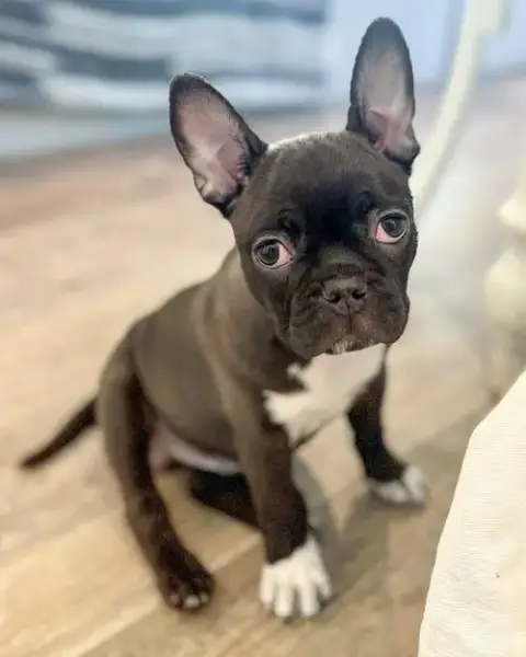 Pip photo 2