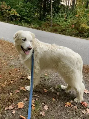 Sadie In Nh(Sponsored!) photo 5
