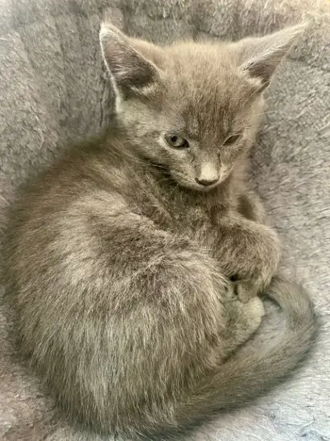 Adorable Kittens photo 5