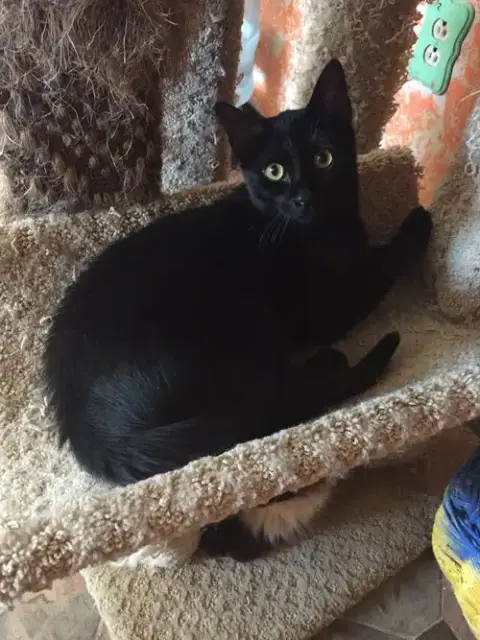 Solomon