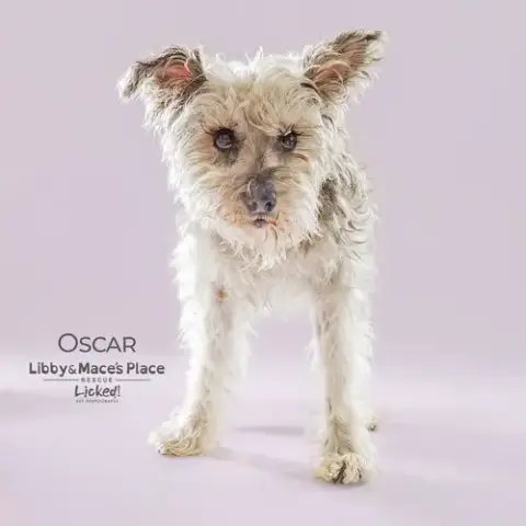 Oscar photo 4