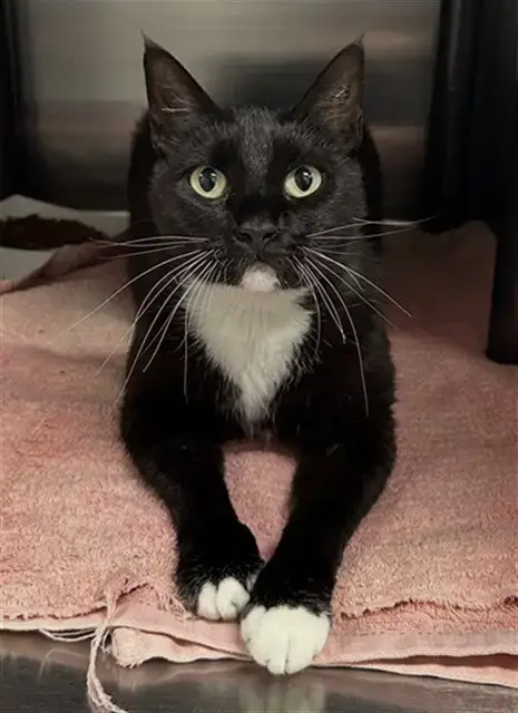 Heidi