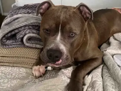 Chico