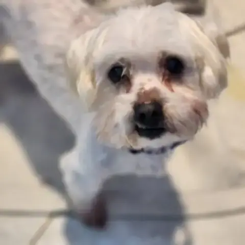 Cooper photo 2