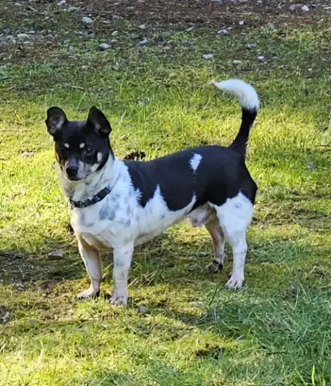 Roscoe photo 2