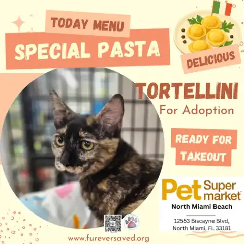 Tortellini photo 3