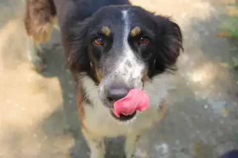 Mowgli photo 3