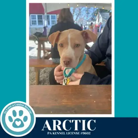Arctic photo 4
