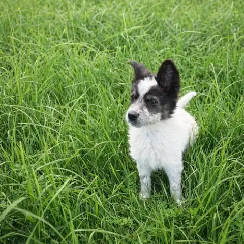 Border Collie Puppy F photo 2