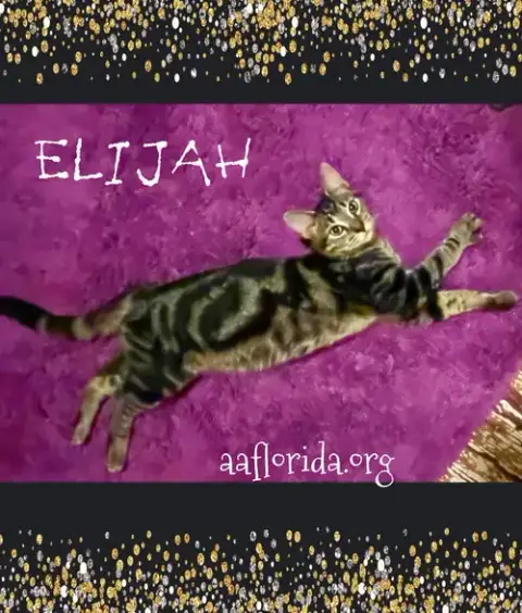 Elijah photo 2