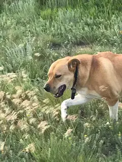 Jack photo 2