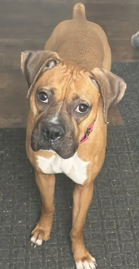 Rue *Adoption Pending*