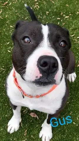 Gus