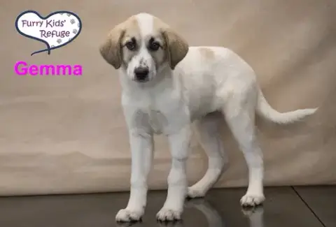 Gemma photo 4