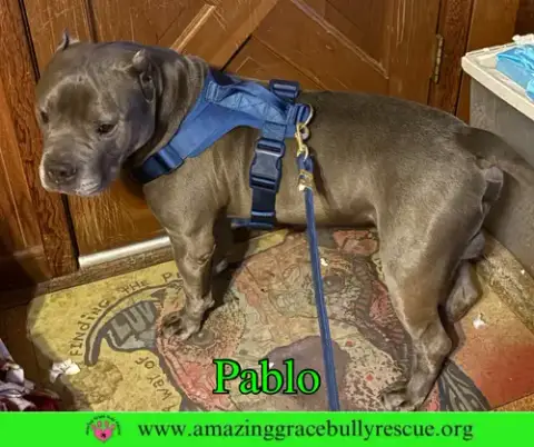 Pablo photo 4