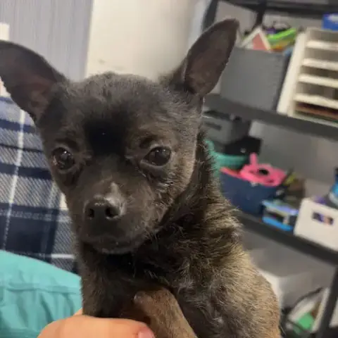 Taquito
