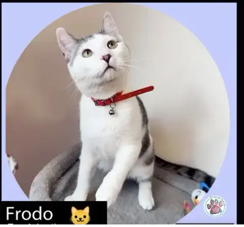 Sam & Frodo photo 5