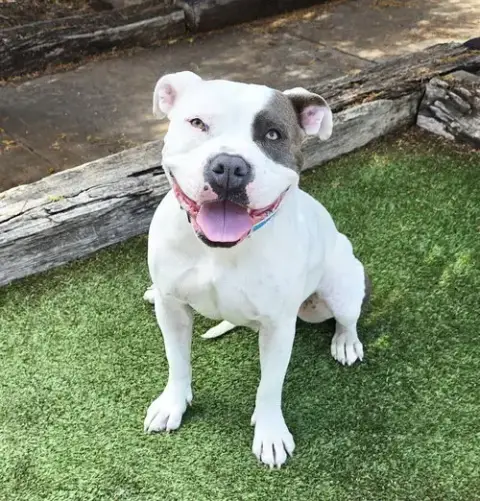 Wow Ms Wynona ~ Pocket American Bully photo 2