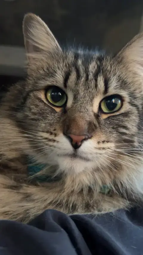 Jasper