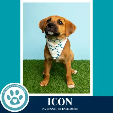 Icon photo 2