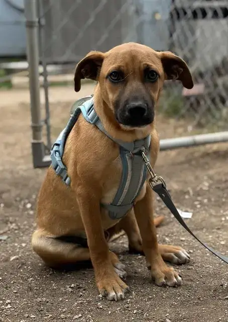 Oscar