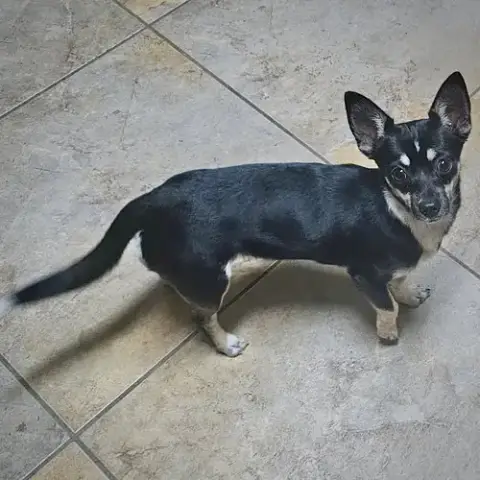 Chili