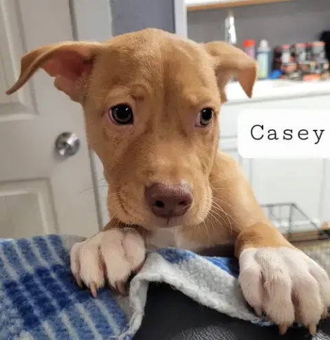 Casey photo 5