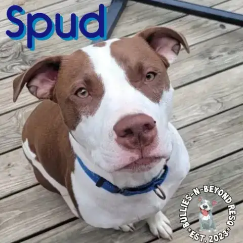 Spud