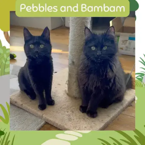 Pebbles And Bambam photo 4