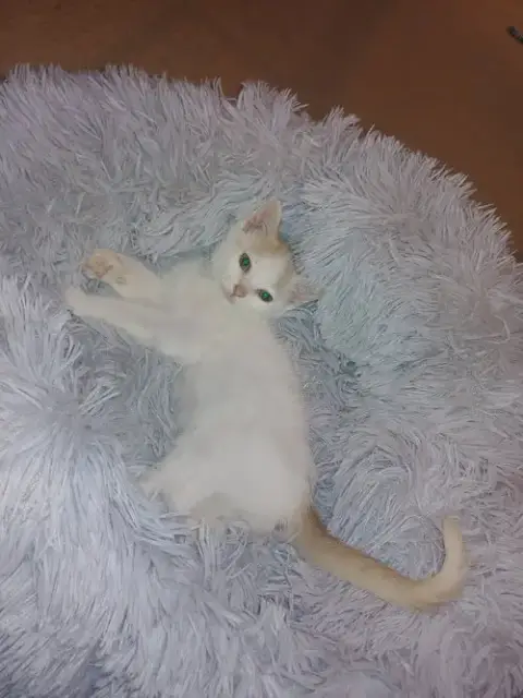 Montecor photo 2