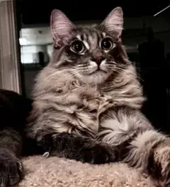 Fuzzy Wuzzy
