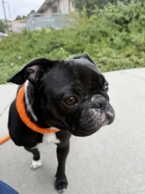 Peaches photo 3
