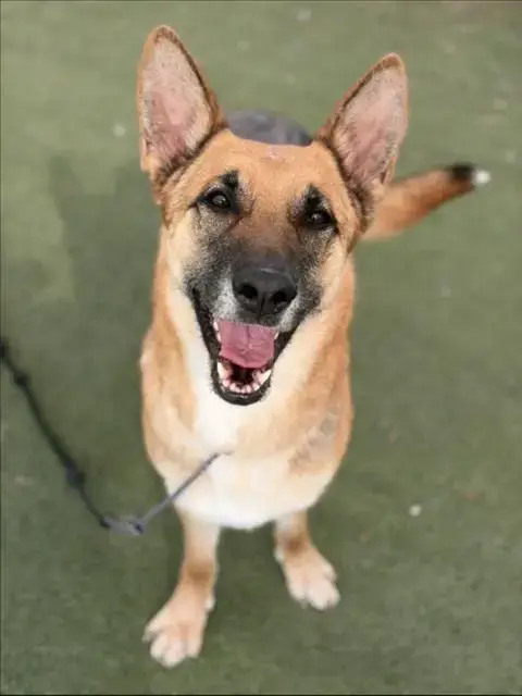 Adopter Shira