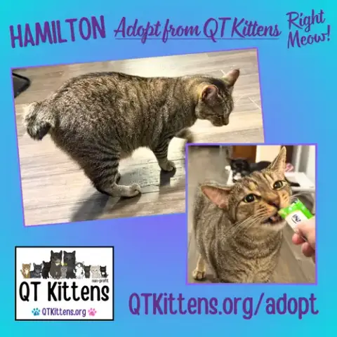 Hamilton photo 4