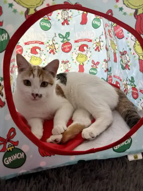 Geraldine photo 3