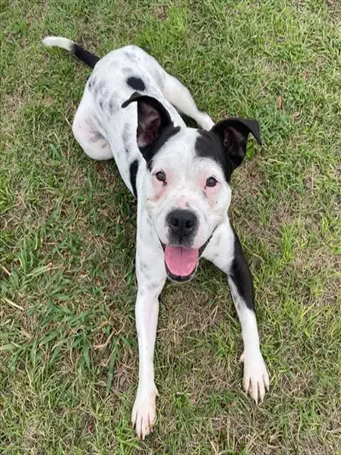 Dixie