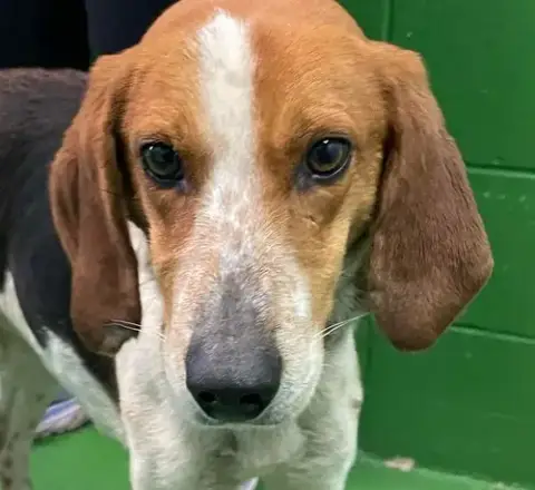 Iver: Not At The Shelter photo 5