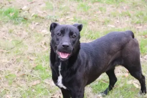 Roxie photo 3