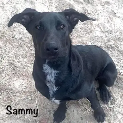 Sammy photo 2