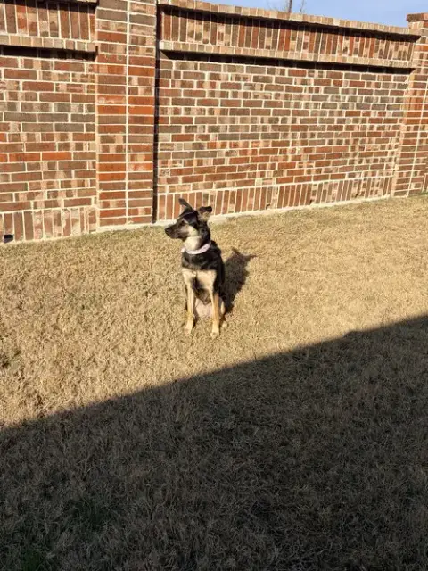 Stella photo 3