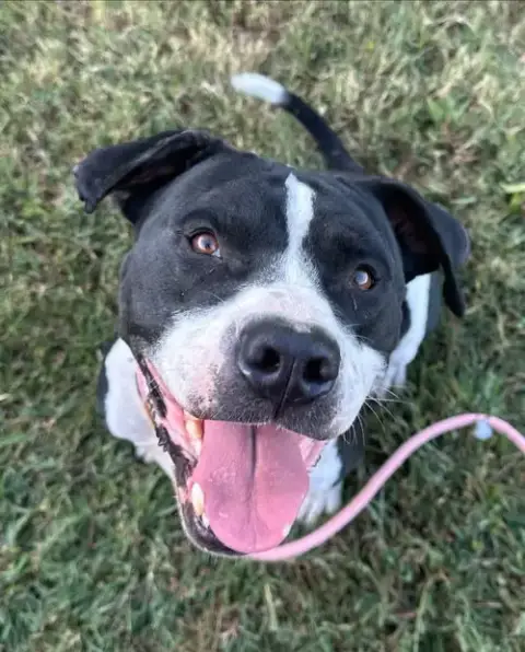 Gunner "Sampson" photo 3