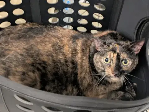 Bellatrix